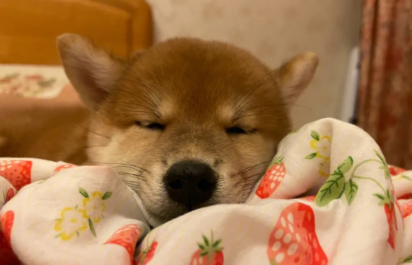 柴犬眼睛上方有白毛，柴犬眉毛什么时候出现？