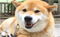 柴犬的缺点和优点有哪些