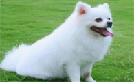 博美犬吐白色粘液怎么回事