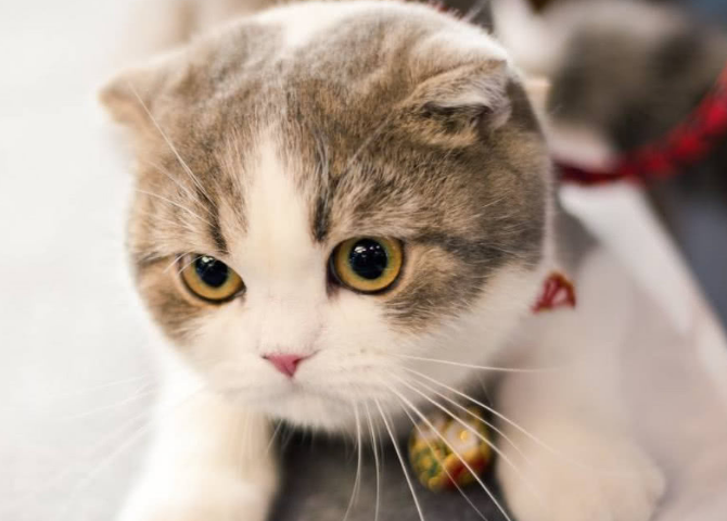 折耳猫能补钙吗有用吗
