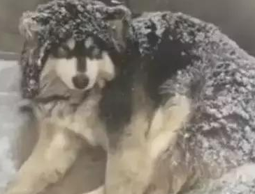 主人狠心把狗狗赶到雪地里睡觉,路人看见后却拍手叫好! 主人狠心把狗狗赶到雪地里睡觉,路人看见后却拍手叫好!