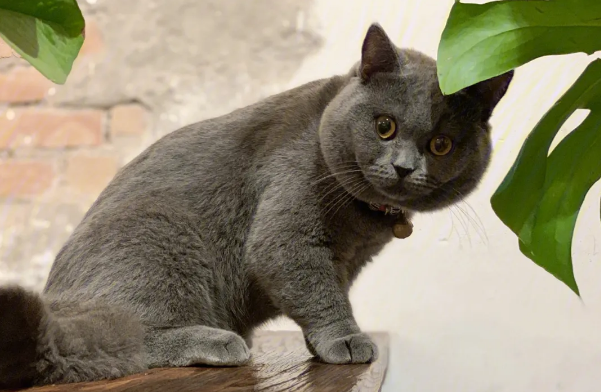蓝猫对主人会有感情吗