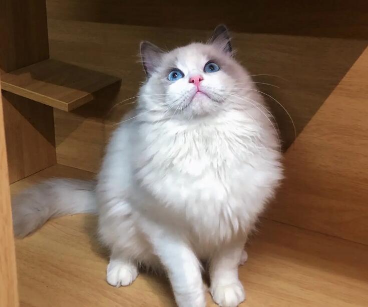 布偶猫多少钱一只 猫舍 布偶猫多少钱一只 猫舍
