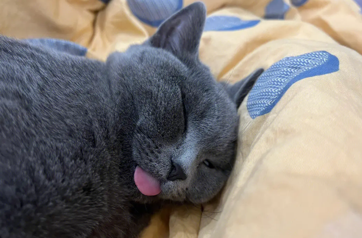 蓝猫几岁能听懂人话 蓝猫几岁能听懂人话