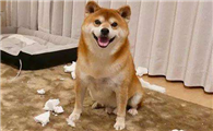 柴犬几岁不能生宝宝？一般7岁后的柴犬属于高龄产妇！