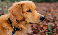 金毛犬尴尬期是什么意思