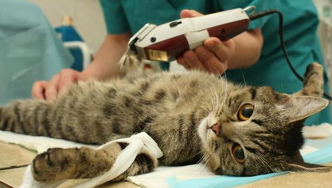 绝育猫咪乱尿怎么办？