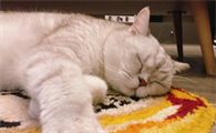 如何训练猫猫在固定的地方睡觉?