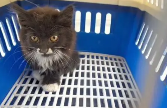 小奶猫被困通风井,3天没见到太阳的它,获救后依然还在龇牙咧嘴 小奶猫被困通风井,3天没见到太阳的它,获救后依然还在龇牙咧嘴