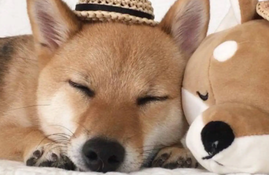柴犬吃屎怎么办？柴犬吃屎这招可以搞定！