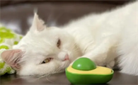 猫吃了牛油果会怎么样吗