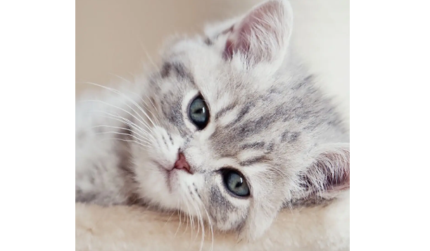 猫咪掉毛的原因?如何对待猫咪掉毛? 猫咪掉毛的原因?如何对待猫咪掉毛?