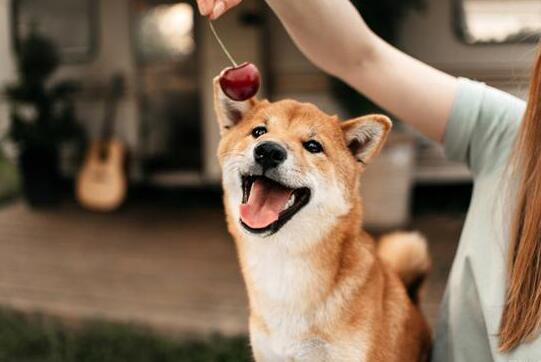 养柴犬需要准备什么东西呢 养柴犬需要准备什么东西呢