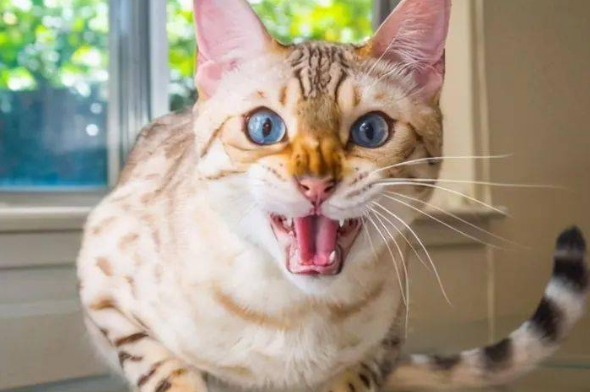 嘴唇被猫抓破了怎么办? 嘴唇被猫抓破了怎么办?