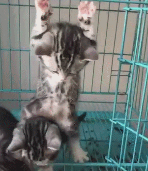 猫咪练习引体向上，在支撑不住时它却计上心头，看了不免让人称赞