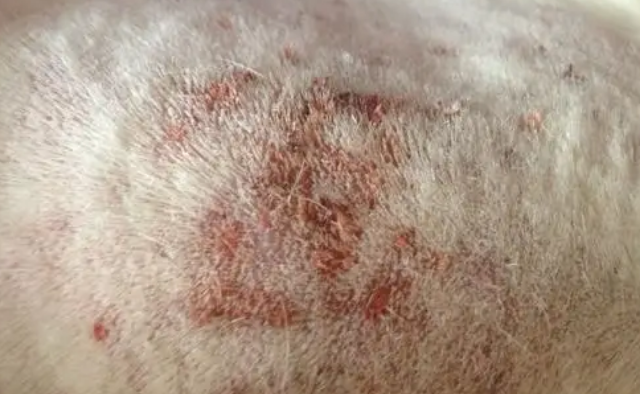 狗狗真菌性皮肤病的介绍以及治疗方法？