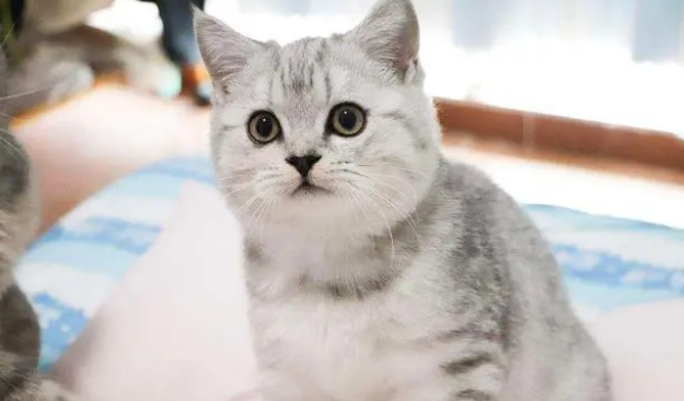 猫舍银渐层多少钱一只 猫舍银渐层多少钱一只