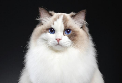 布偶猫的优点和缺点，布偶猫居然这么多缺点！