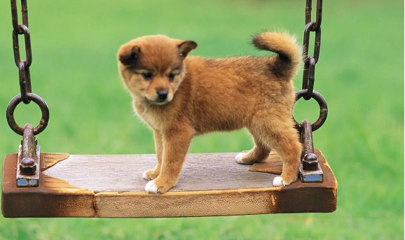 幼犬流鼻涕怎么办