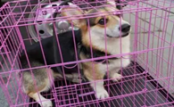 宠物狗狗托运费用