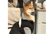 柴犬毛色变白什么原因？避开这两点很重要