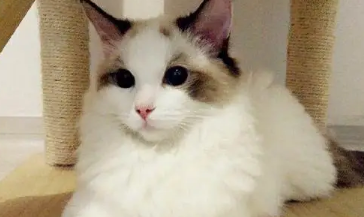 布偶猫不满耳能买吗 不满耳的布偶猫失格吗