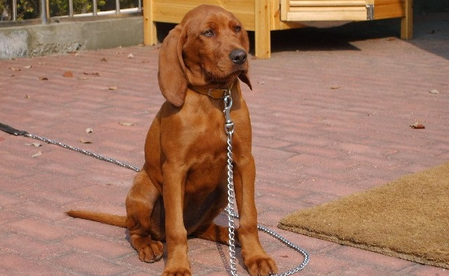 寻血猎犬如何饲养？给予充足的水是十分重要的
