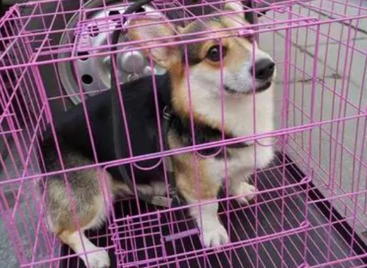 宠物狗狗托运费用 宠物狗狗托运费用