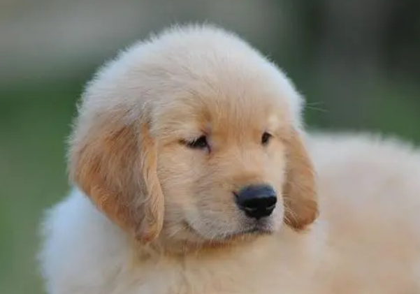 买一只金毛幼犬多少钱