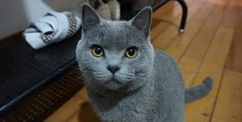 养蓝猫需要注意哪些事项和细节