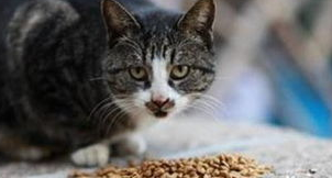 猫咪嘴巴臭怎么办?吃什么药? 猫咪嘴巴臭怎么办?吃什么药?