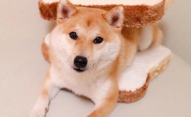 柴犬掉毛怎么办?柴犬掉毛的三大原因? 柴犬掉毛怎么办?柴犬掉毛的三大原因?