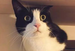 猫咪软便怎么办?会自愈吗? 猫咪软便怎么办?会自愈吗?