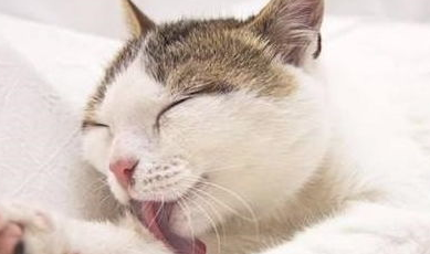 猫咪毛打结贴到皮肤怎么办?