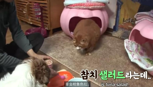 猫咪瘦身记:18岁的高龄橘猫胖成猪,几天后减肥就颇见成效 猫咪瘦身记:18岁的高龄橘猫胖成猪,几天后减肥就颇见成效