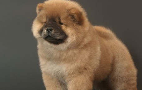 如何喂养松狮犬？掌握一个原则不要喂得太饱！