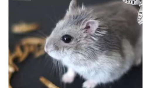 仓鼠中暑怎么办?仓鼠中暑能自愈吗? 仓鼠中暑怎么办?仓鼠中暑能自愈吗?