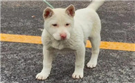 下司配猎梗打猎怎么样