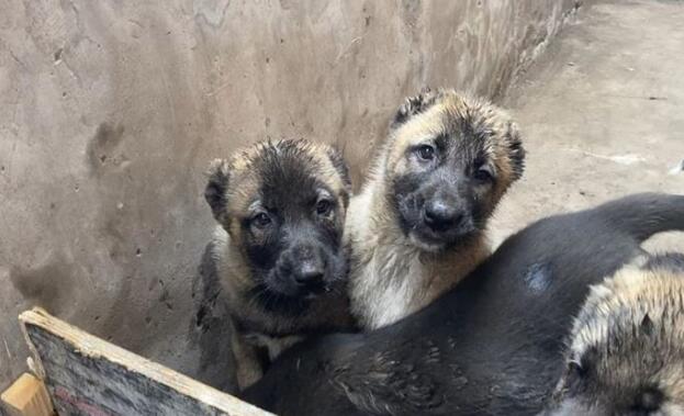 坎高犬智商排名怎么样