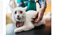猫咪上火了怎么办？猫咪上火吃什么降火最快？