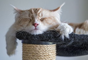 猫咪把自己挠破皮了怎么办？