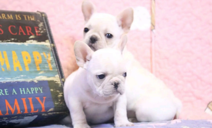 国内比较有名的法斗犬舍 国内比较有名的法斗犬舍