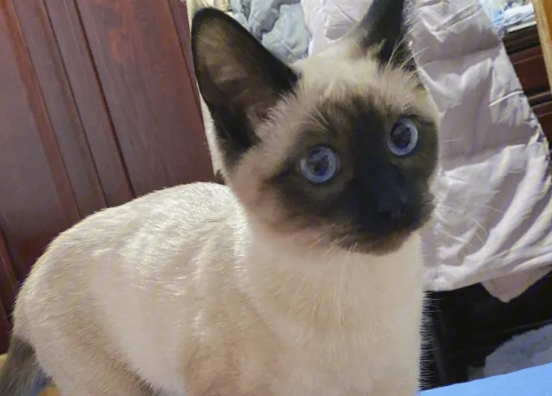 暹罗猫原产地,暹罗猫竟然发源于这里? 暹罗猫原产地,暹罗猫竟然发源于这里?