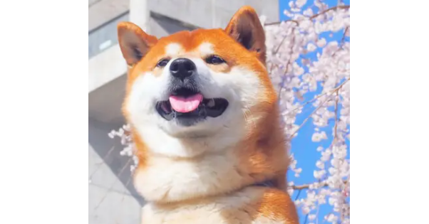 柴犬掉毛怎么办?柴犬掉毛的三大原因? 柴犬掉毛怎么办?柴犬掉毛的三大原因?