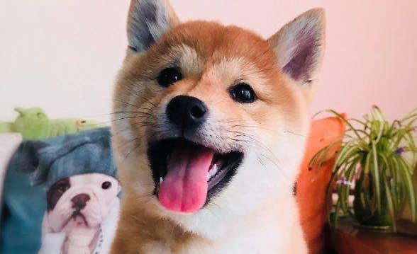 柴犬几个月可以吃干粮？如何给柴犬过渡到吃干粮？