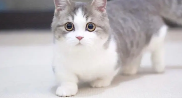 矮脚猫为什么不能养呢