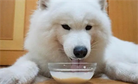 萨摩耶犬喂养,不可过分溺爱注意不要偏食
