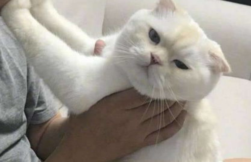 猫猫爱钻被子如何纠正？