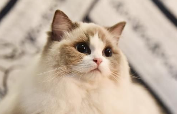 布偶猫是什么猫杂交的?布偶猫原来是这样来的! 布偶猫是什么猫杂交的?布偶猫原来是这样来的!