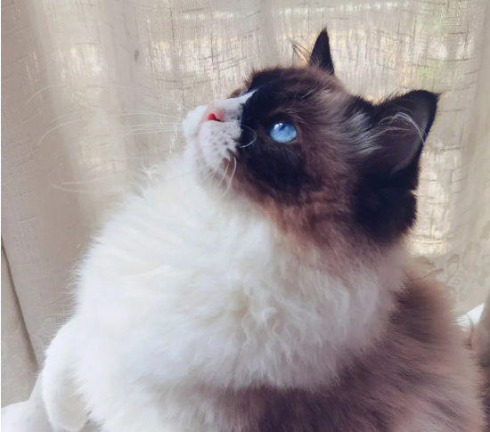 布偶猫要买多大房子?布偶猫这个大小的活动范围就足够了?